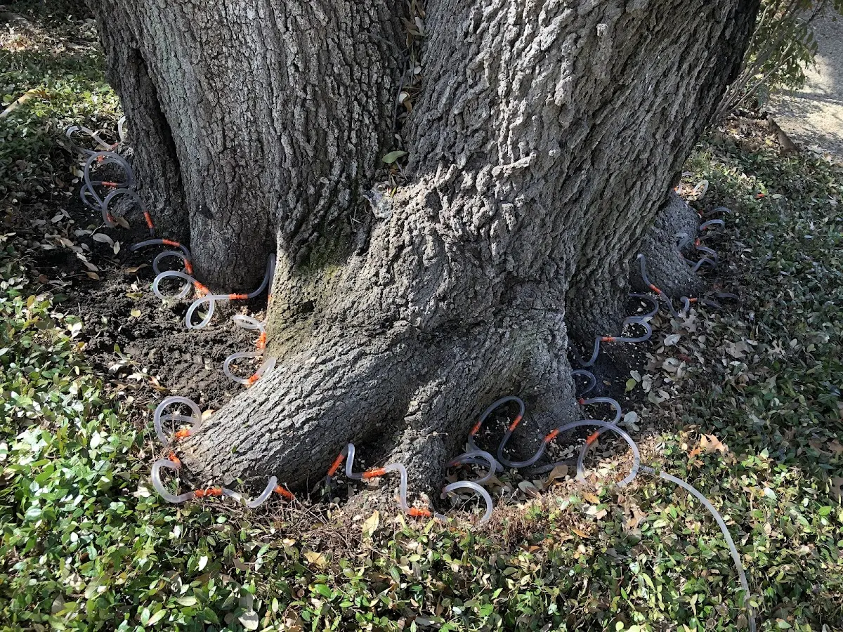 Detailed Shrub and Hedge Trimming job site in Kaufman