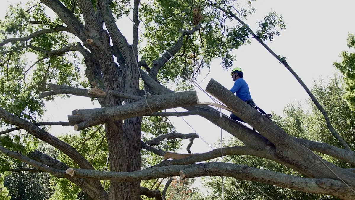 Professional Hazardous Tree Removal performed by certified arborists in Kaufman