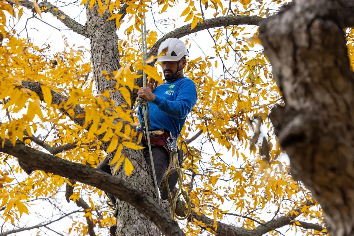 Skilled Tree Transplanting crew working in Kaufman